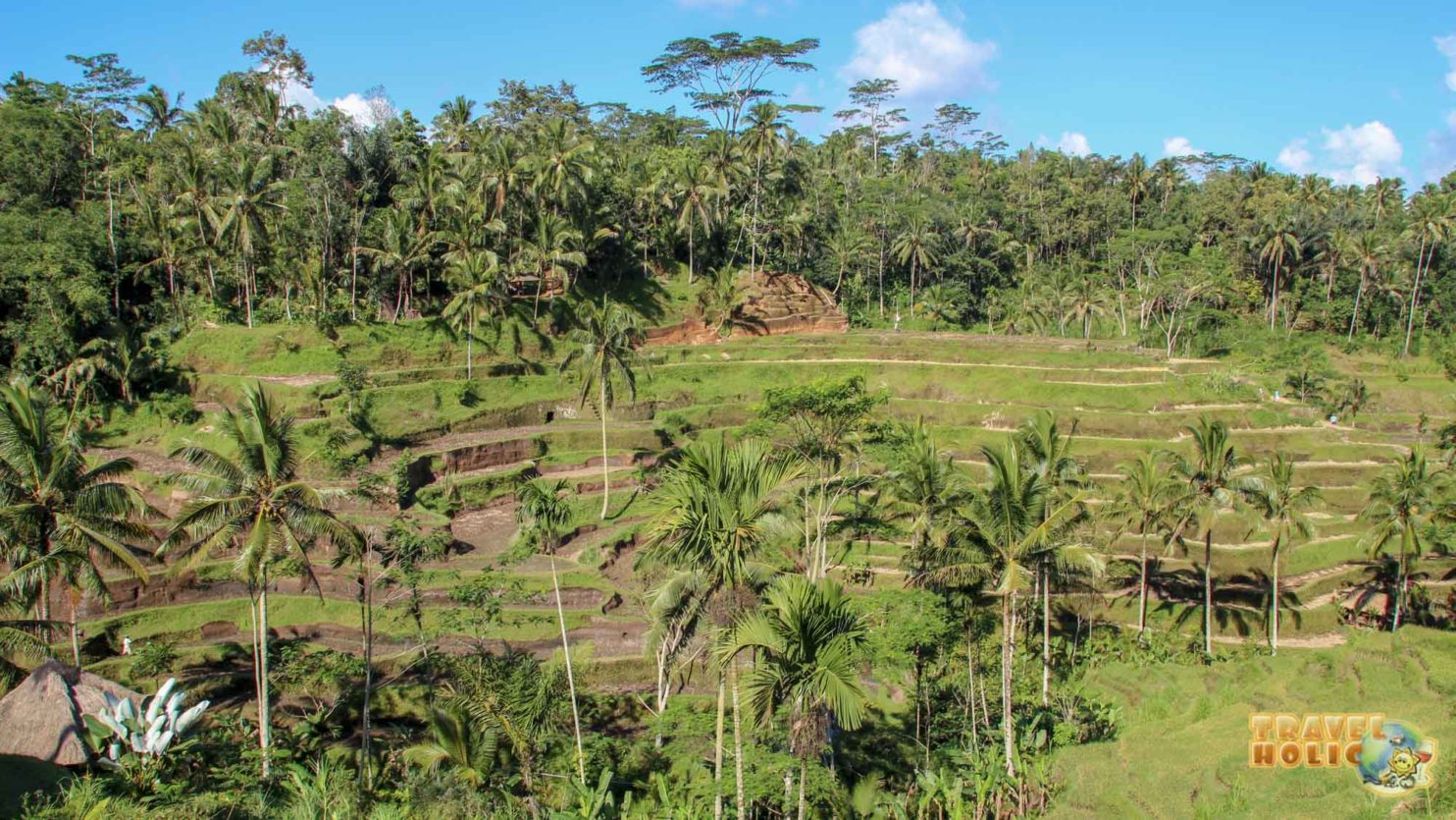 Une rizière en escalier à Ubud