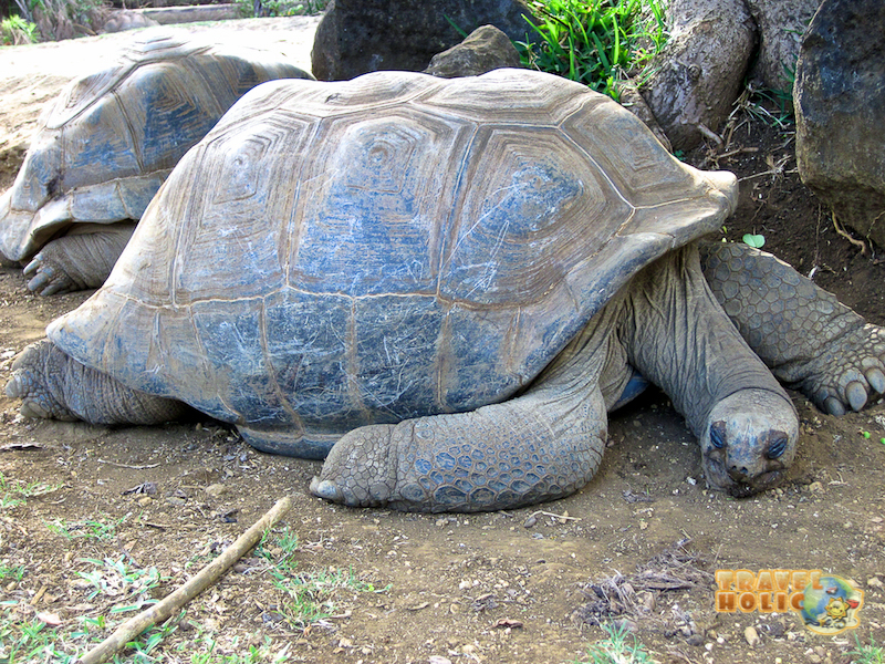 Tortue géante qui dort Ile Maurice