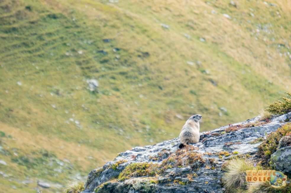 Une marmotte à Verbier, Suisse