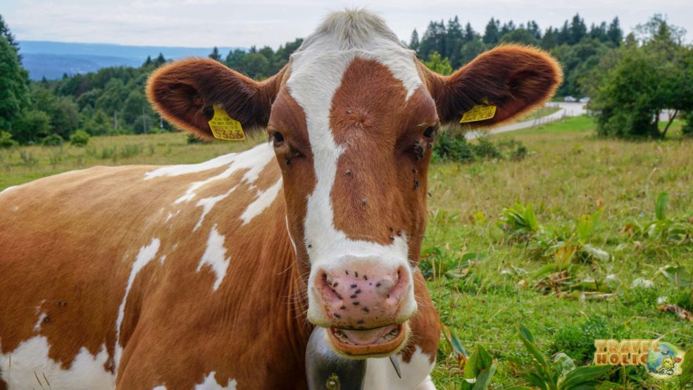 Une jolie vache, dans les hauteurs de Pontarlier