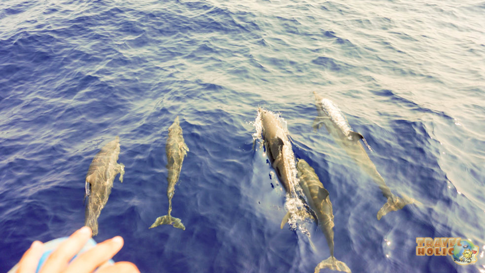 Une magnifique rencontre avec des dauphins à Raja Ampat