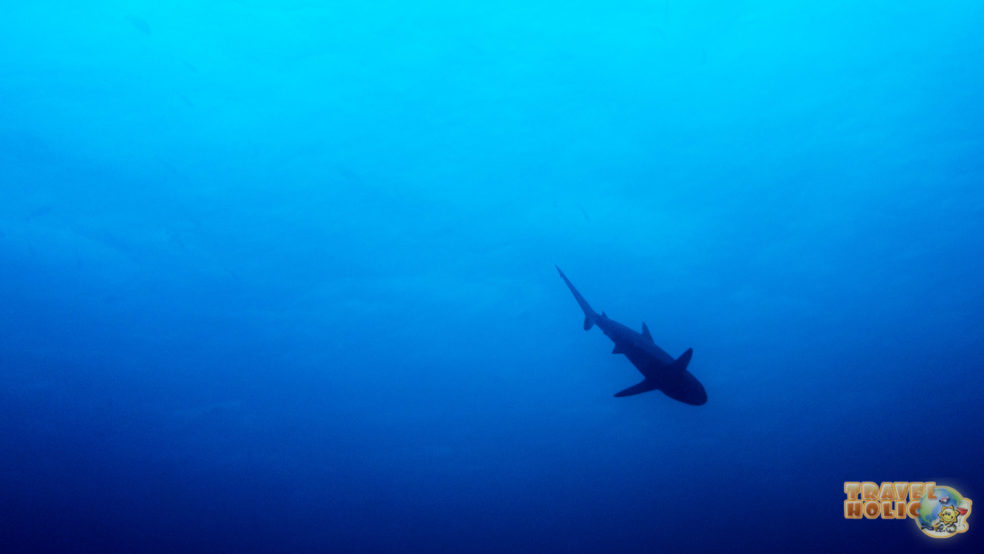 Requin croisé pendant une plongée