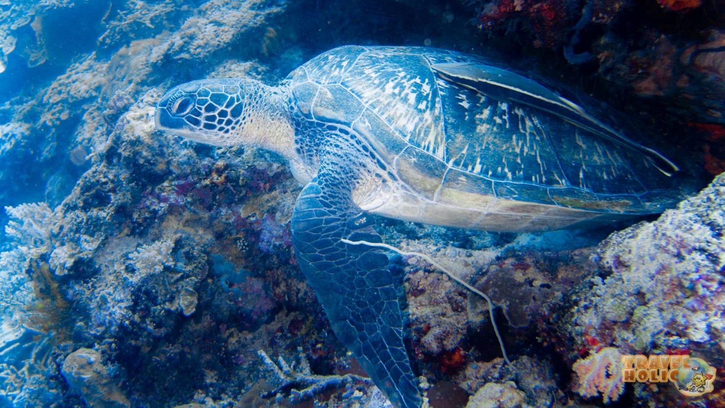 Tortue dans le parc naturel de Bunaken, Indonésie