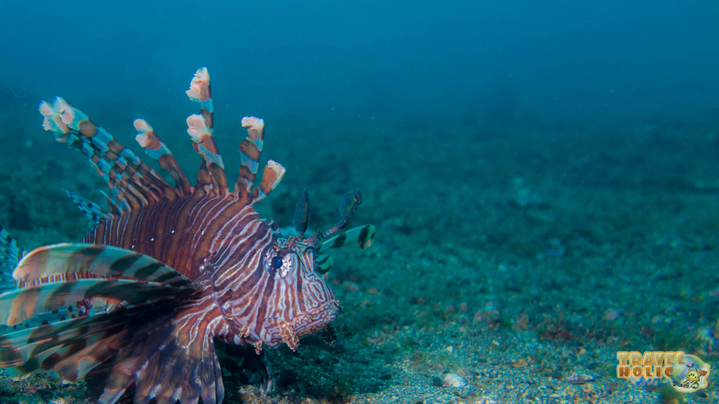 Lionfish croisé dans le Détroit de Lembeh