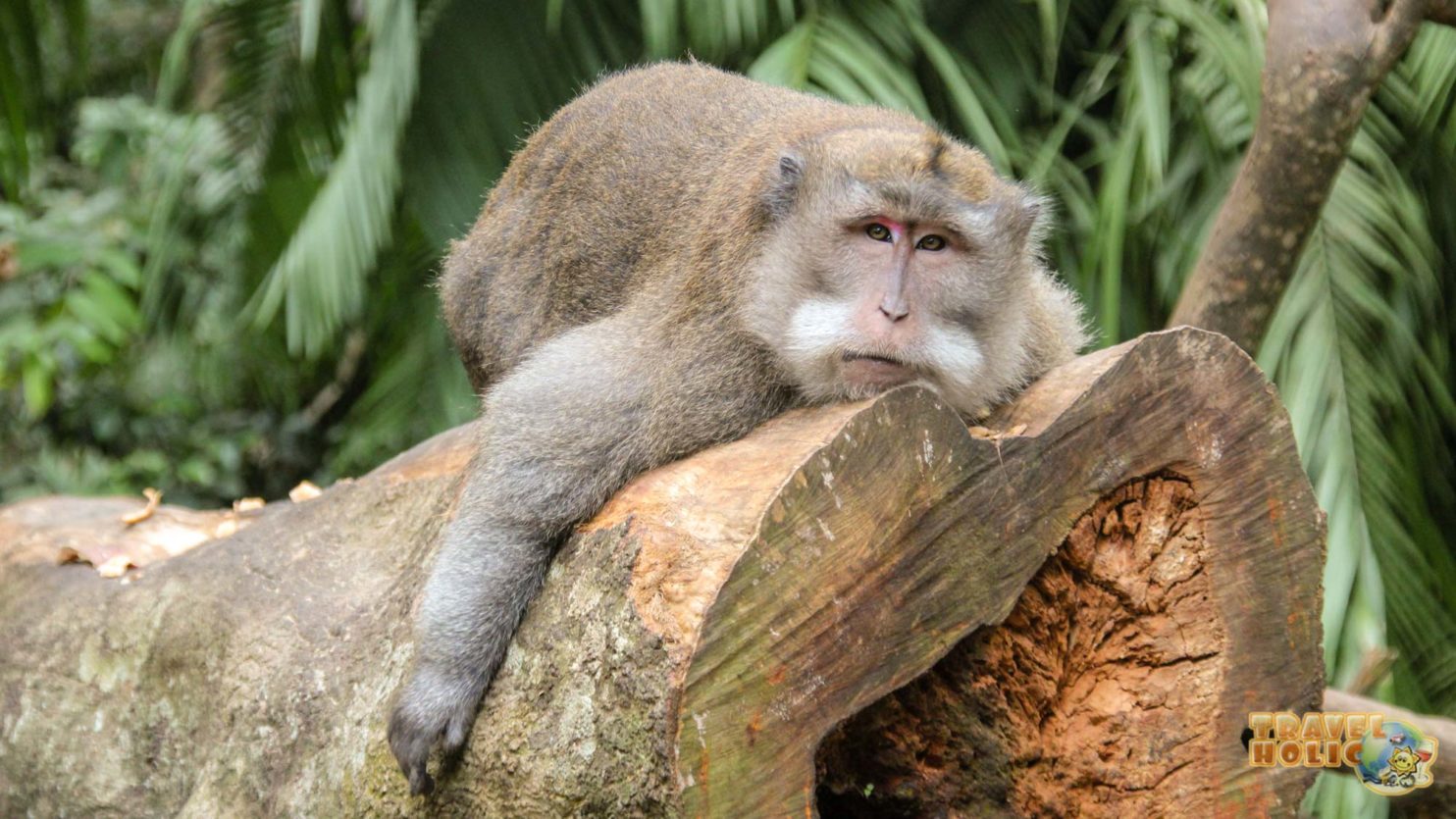 Monkey Forest à Ubud, Bali