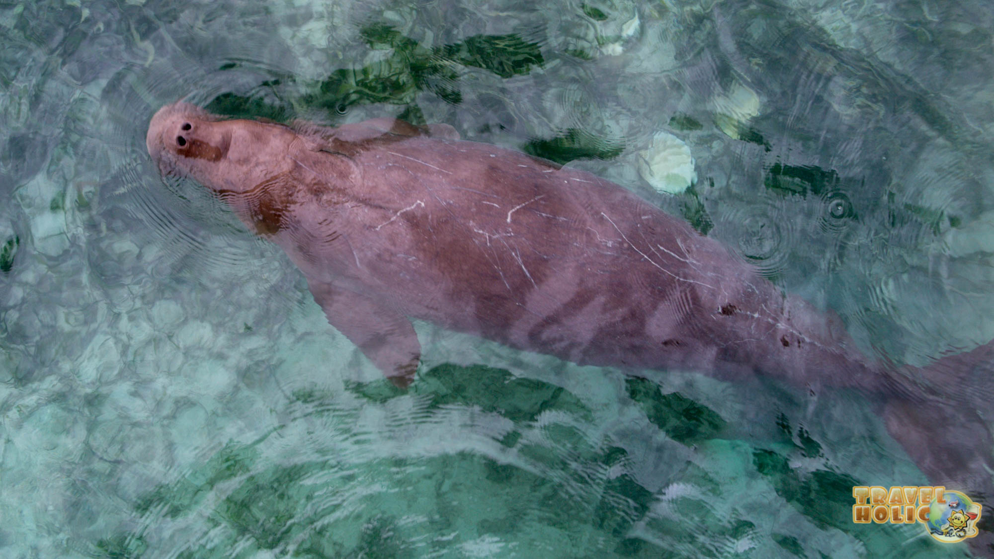 Le dugong Emma, résidente du Papua Paradise