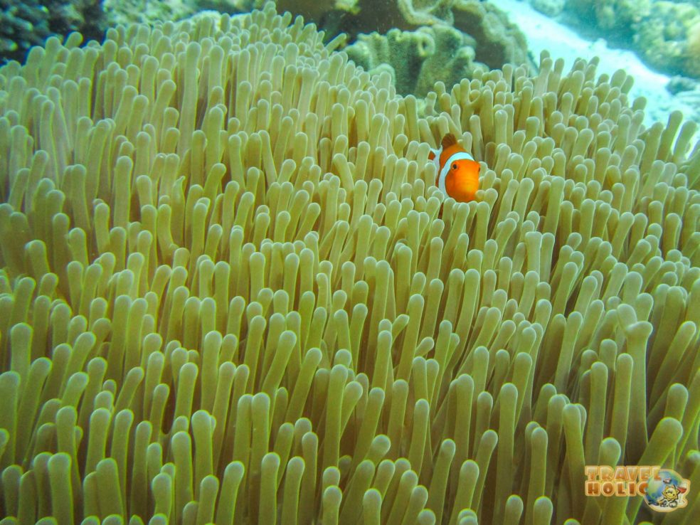 Poisson clown