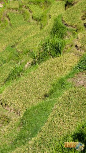 Zoom sur une rizière