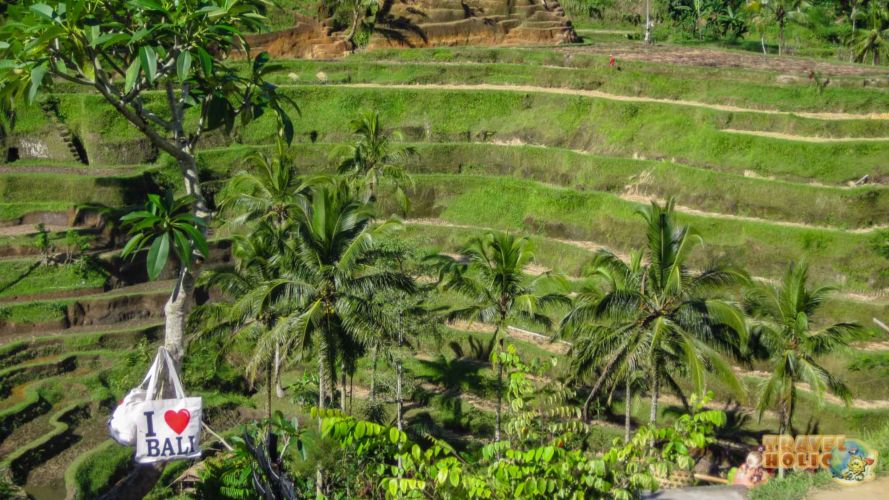 Ubud et ses rizières