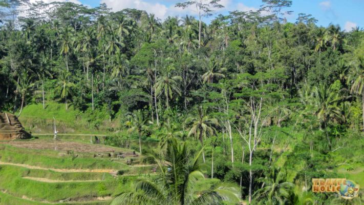 Rizière à Ubud