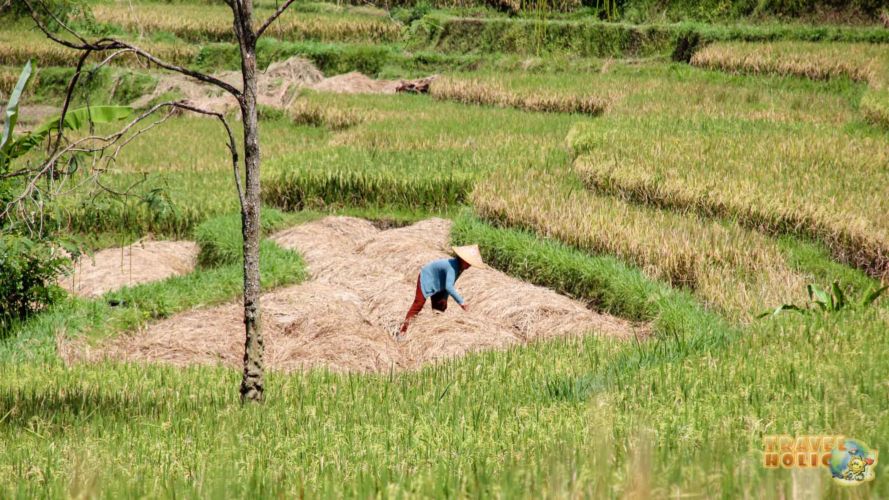 Femme balinaise récoltant du riz à Ubud