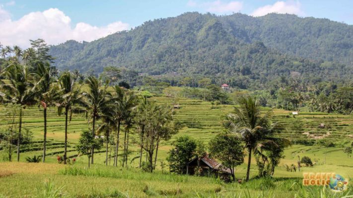 Paysage d'Ubud