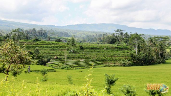 Paysage de rizière à Ubud, Bali