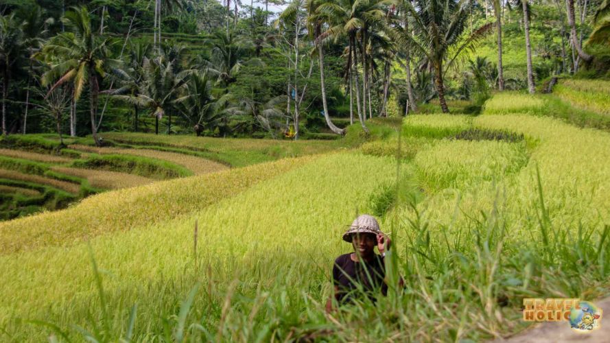 Rizière balinaise à Ubud