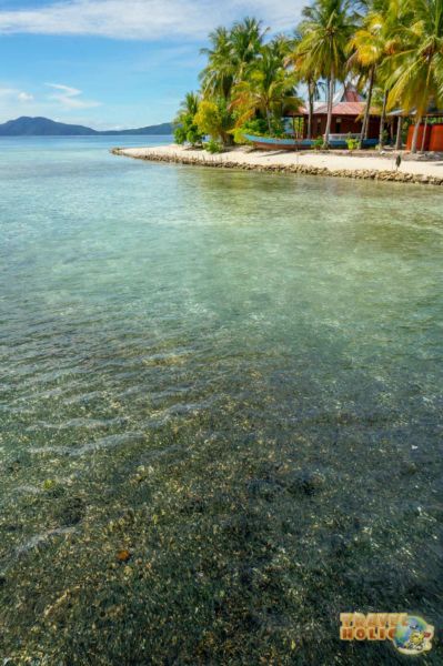 Banc de poissons sous le pont du petit port d'Arborek à Raja Ampat