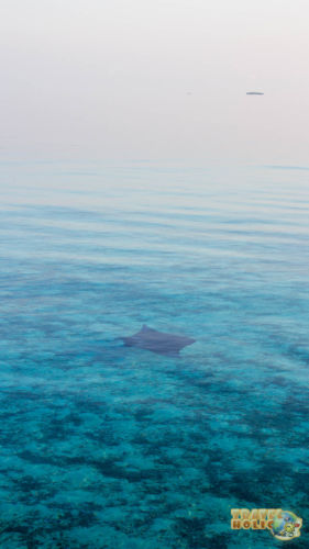 Raie manta vue depuis la terrasse de notre villa