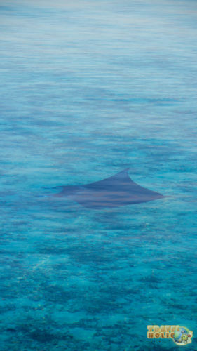 Raie manta vue depuis notre villa