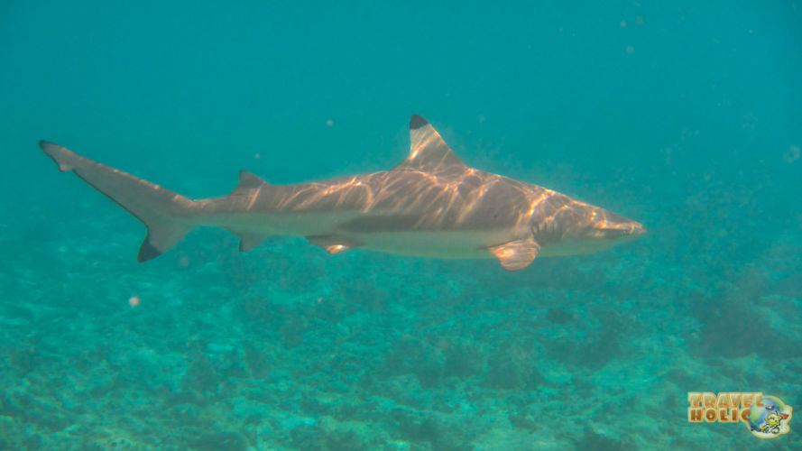 Requin pointe noire au Constance Halaveli