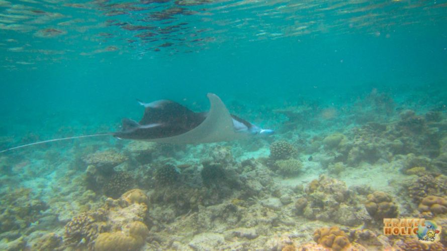 Raie manta en snorkeling au Constance Halaveli