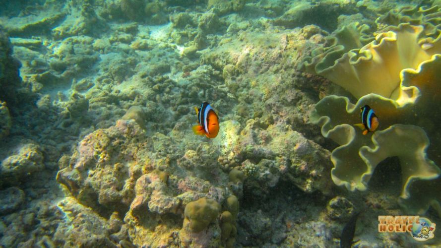 Poisson clown au Constance Halaveli, Maldives
