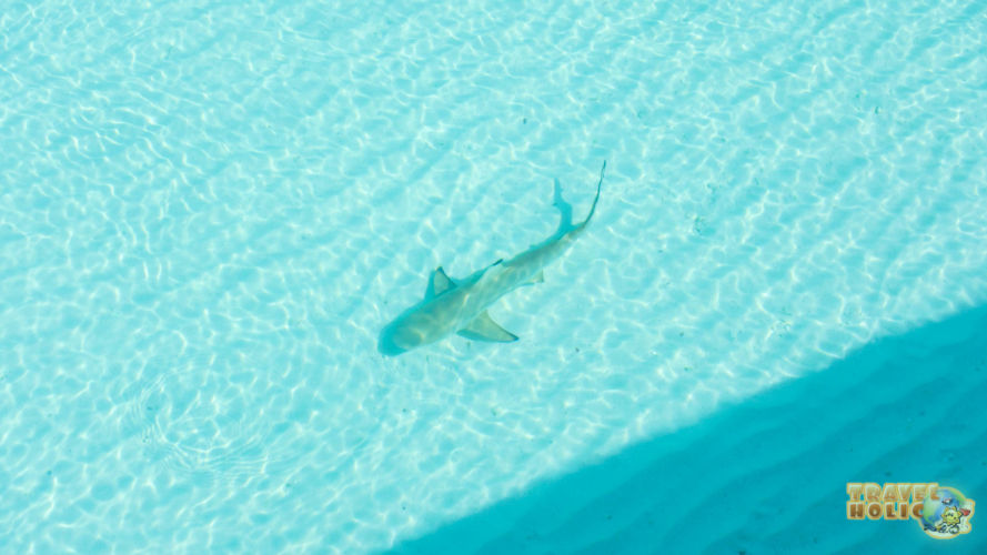 Requin pointe noire juvénile aux Maldives