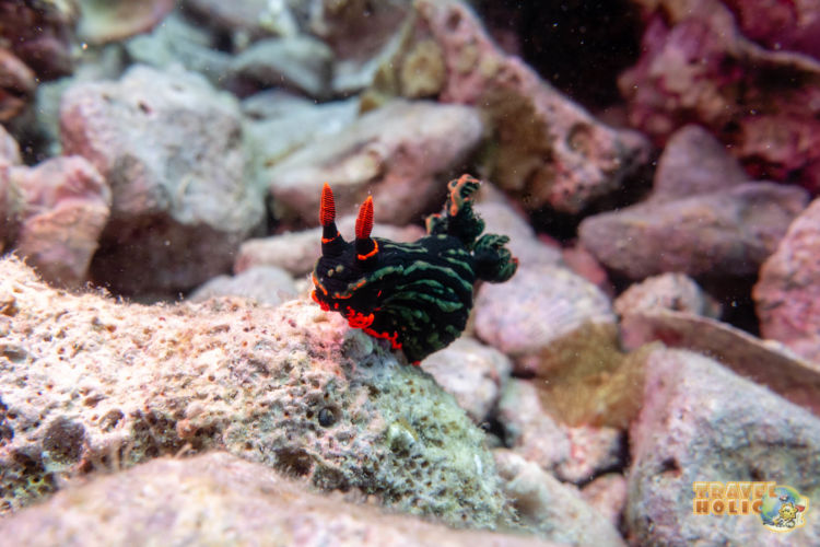 Nudibranche vue en plongée aux Philippines, à Malapascua