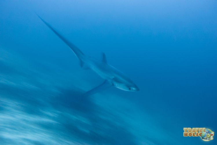 Plongée à Monad Shoal et requin renard